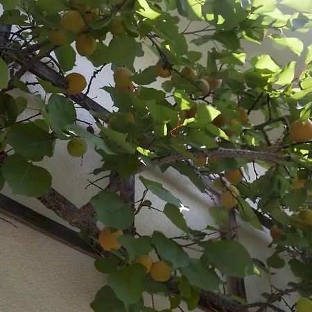 Gaestehaeuser Anni Ehrndorfer Apartahotel Ried im Innkreis