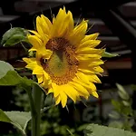 Apartahotel Gaestehaeuser Anni Ehrndorfer