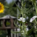 Apartahotel Gaestehaeuser Anni Ehrndorfer Ried im Innkreis