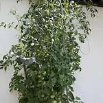 Apartahotel Gaestehaeuser Anni Ehrndorfer 4*