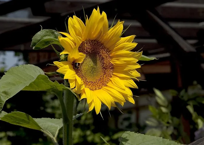 Aparthotel Anni Ehrndorfer